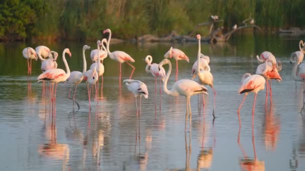 Flamingos Camargue Γαλλία Ευρώπη — Αρχείο Βίντεο