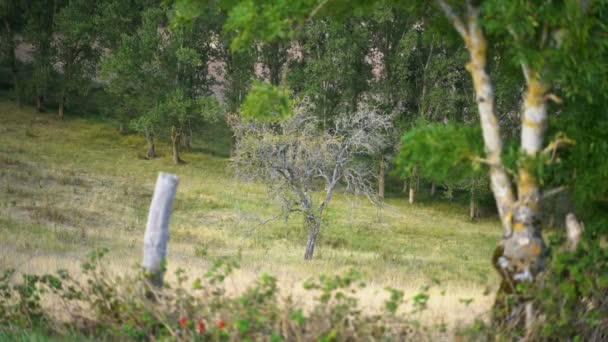 Paisaje Cerca Del Roquefort Sur Soulzon Francia Europa — Vídeos de Stock