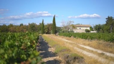 Grignan, Provence, Fransa ve Avrupa yakınlarındaki üzüm bağları.