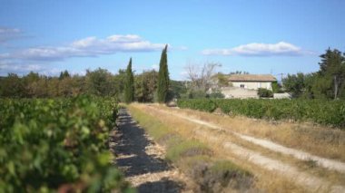 Grignan, Provence, Fransa ve Avrupa yakınlarındaki üzüm bağları.