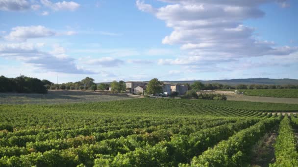 Vineyard Grignan Provence France Europe Video Clip