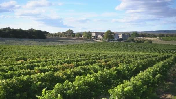Wijngaard Vlakbij Grignan Provence Frankrijk Europa — Stockvideo