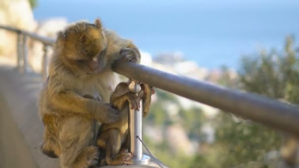 Makaken Gibraltar Europa Auf Naturhintergrund — Stockvideo