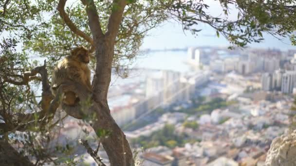 Macaco Gibraltar Europa Sobre Fondo Natural — Vídeo de stock