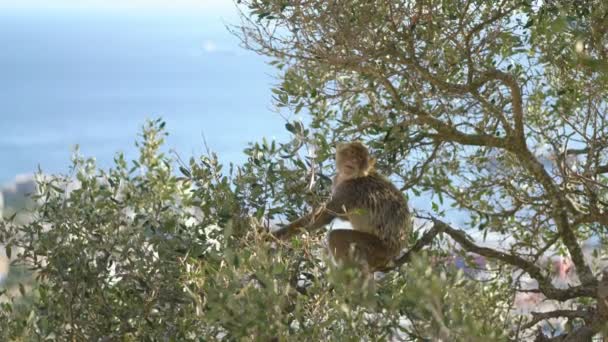 Cebelitarık Macaque Avrupa Doğa Arka Planı — Stok video
