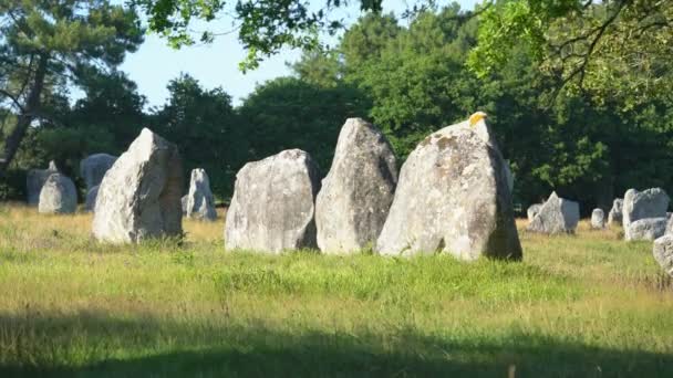 Carnac Stones Bretagne Frankrike Europa — Stockvideo