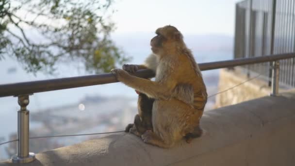 Makaken Gibraltar Europa Auf Naturhintergrund — Stockvideo