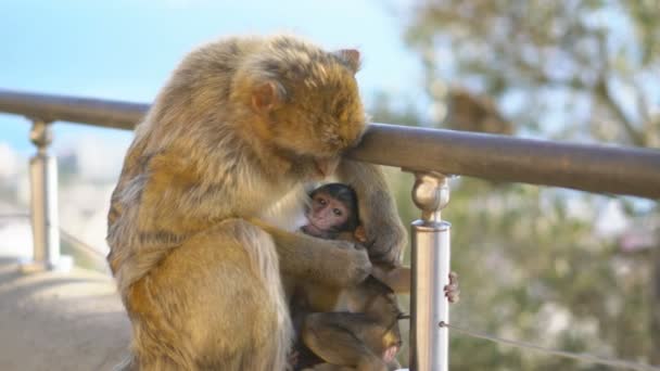 Macaco Gibraltar Europa Sobre Fondo Natural — Vídeo de stock