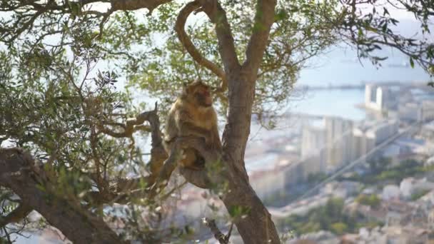 Macaque Gibraltar Europe Sur Fond Nature — Video