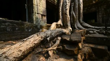 Ta Prohm Tapınağının kalıntıları, Angkor, Kamboçya, Asya