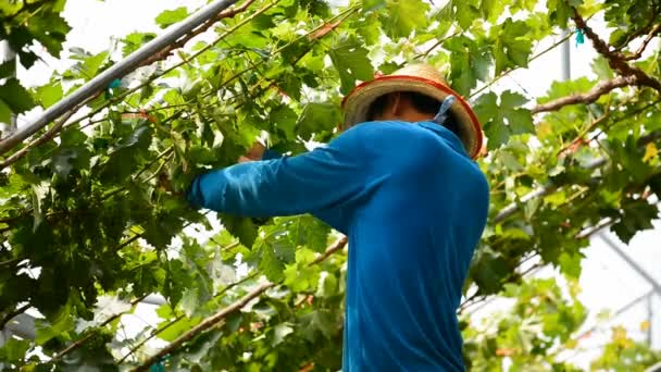 Battambang Cambodge Mars 2017 Taille Vigne Dans Vignoble Près Battambang — Video