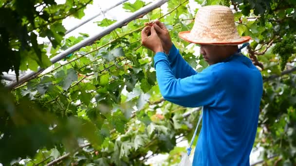 Battambang Cambodia 8Th March 2017 Vine Pruning Vineyard Battambang Cambodia — Stock Video