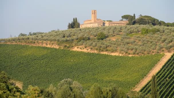 Viñedo Fuerte Monteriggioni Toscana Italia Europa — Vídeo de stock