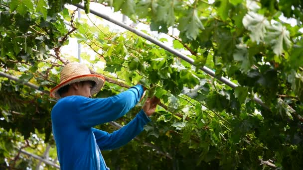 Battambang Cambodia 8Th March 2017 Vine Pruning Vineyard Battambang Cambodia — Stock Video