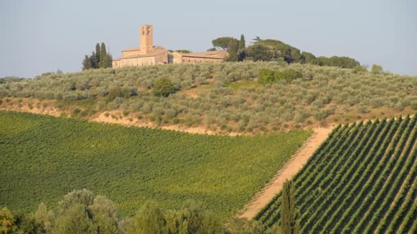 Wijngaard Fort Van Monteriggioni Toscane Italië Europa — Stockvideo