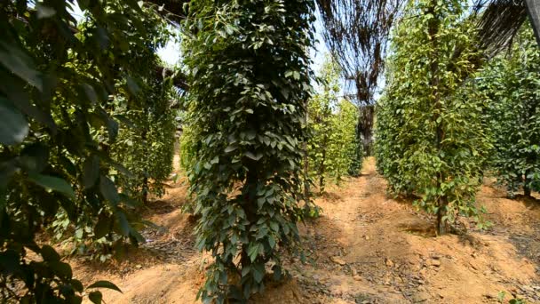 Granja Pimienta Kampot Camboya Asia — Vídeos de Stock