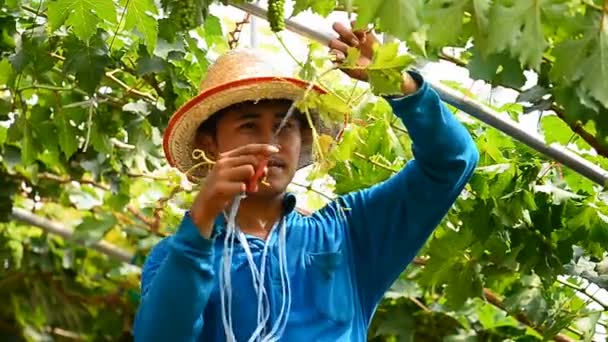 Battambang Cambodia Mars 2017 Beskärning Vin Vingården Nära Battambang Kambodja — Stockvideo