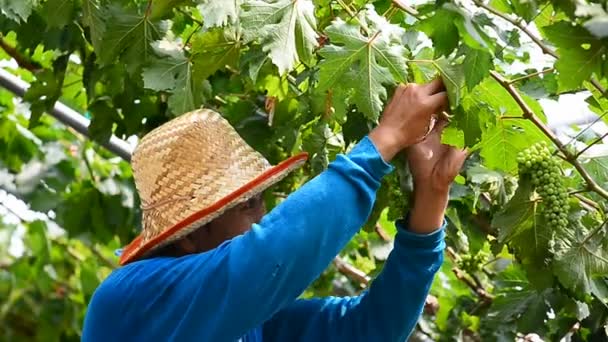 Battambang Cambodia March 2017 Vine Dipangkas Kebun Anggur Dekat Battambang — Stok Video