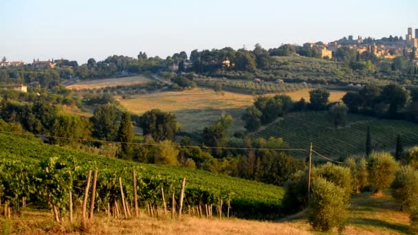 Viñedo Con San Gimignano Fondo Toscana Italia Europa — Vídeos de Stock