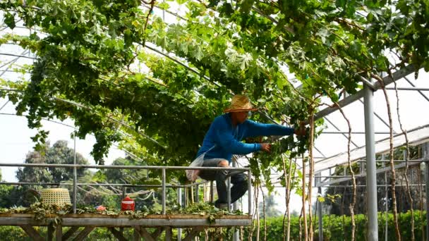 Battambang Cambodia 8Th March 2017 Vine Pruning Vineyard Battambang Cambodia — Stock Video