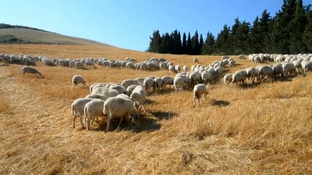 トスカーナの畑で羊の群れ — ストック動画