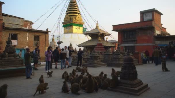Kathmandu Nepal Prosince 2017 Opice Swoyambhu Stupa Chrám Opic Káthmándú — Stock video