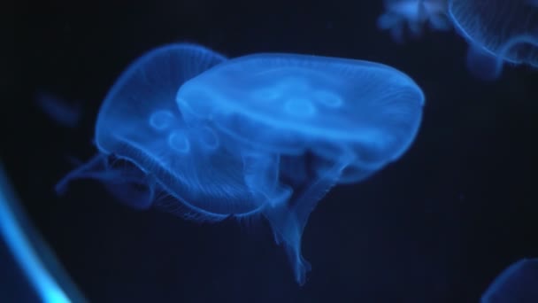 Close Lua Medusa Aurelia Aurita — Vídeo de Stock