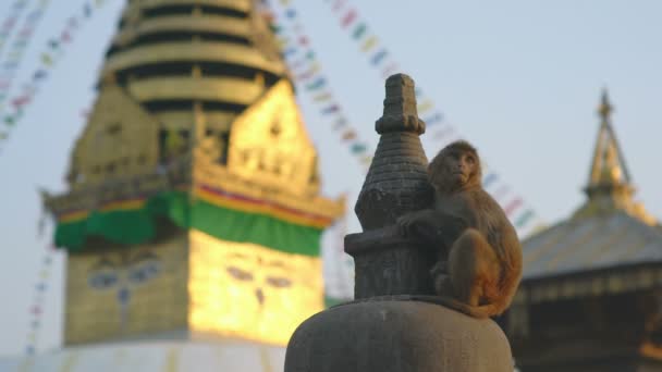 Kathmandu Nepal Dezembro 2017 Macaco Swoyambhu Stupa Templo Macaco Katmandu — Vídeo de Stock