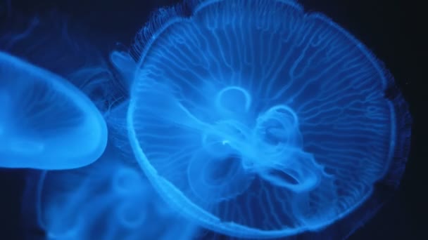 Primo Piano Delle Meduse Lunari Aurelia Aurita — Video Stock