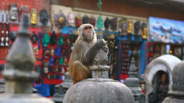 Kathmandu Nepal Dezember 2017 Affe Auf Der Swoyambhu Stupa Affentempel — Stockvideo