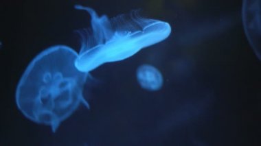 Ay Denizanasının Yakın Çekimi (Aurelia Aurita)