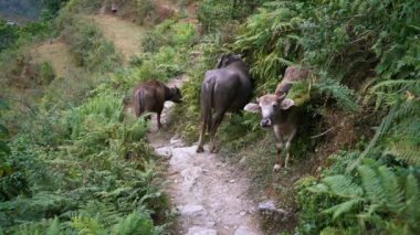 TOLKA, NEPAL - 4 ARALIK 2017: Tolka, Nepal, Asya köyündeki sığırlar. Annapurna ana kamp yürüyüşü.