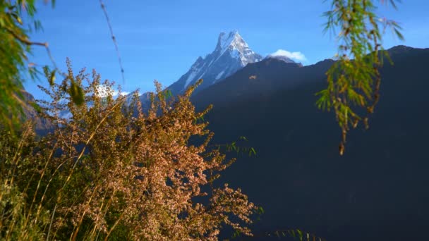 Annapurna Basläger Vandring Utsikt Över Toppen Berget Machapuchare Vid Solnedgången — Stockvideo