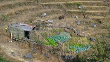 Nepal köyündeki tarlalar Poon Hill 'e giden yolda..