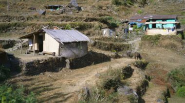Nepal köyündeki tarlalar Poon Hill 'e giden yolda..