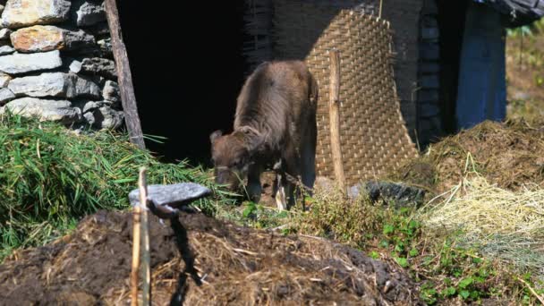 Animales Domésticos Nepal Sobre Fondo Naturaleza — Vídeo de stock