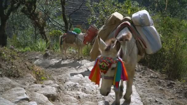 Chhomrong Nepal 12Th December 2017 Donkeys Carrying Rucksacks Supplies Village — Stock Video