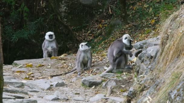 Langurs Grises Selva Área Conservación Annapurna Nepal — Vídeo de stock