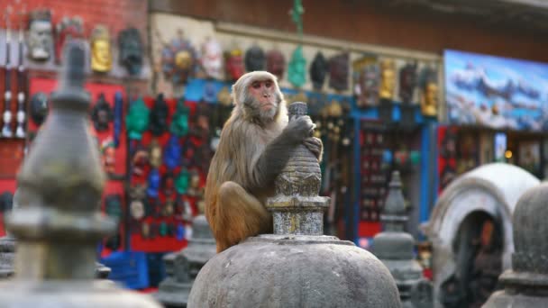 Kathmandu Nepal Δεκεμβριου 2017 Πίθηκος Στον Ναό Swoyambhu Stupa Κατμαντού — Αρχείο Βίντεο