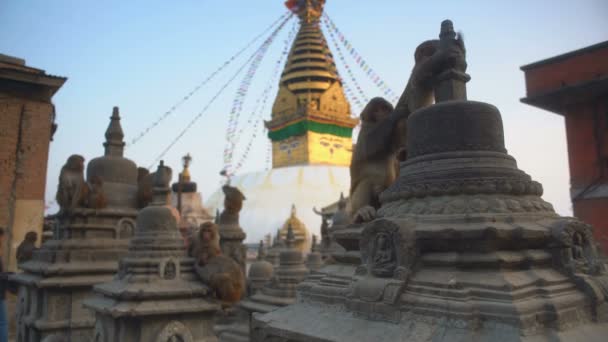 Kathmandu Nepal Δεκεμβριου 2017 Πίθηκοι Στο Swoyambhu Stupa Ναός Πιθήκου — Αρχείο Βίντεο