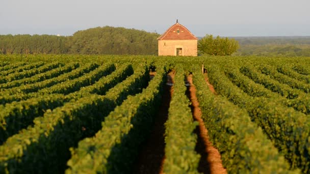 Vinice Cote Beaune Pommandu Burgundsko Francie — Stock video