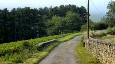 üzüm bağları Cote de Beaune