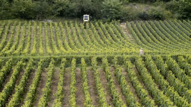 Wijngaarden van de Côte de Beaune — Stockvideo