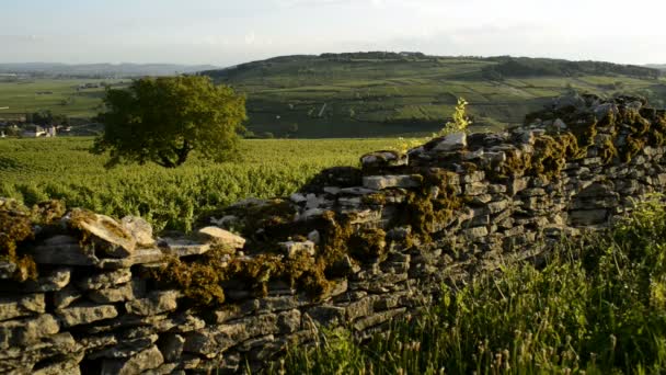 Viñedos de Cote de Beaune — Vídeo de stock