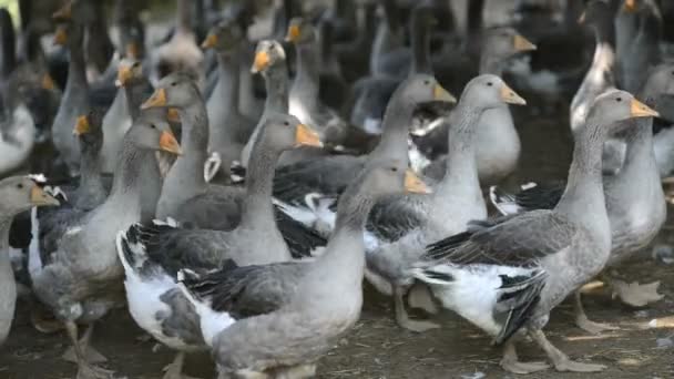 Gansos Perigord criados para la producción de Foie Gras — Vídeo de stock