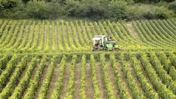 Vineyards of Cote de Beaune — Stock Video