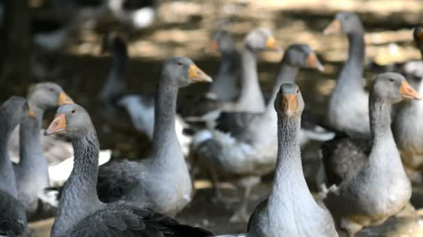 Perigord geese bred for the production of Foie Gras — Stock Video