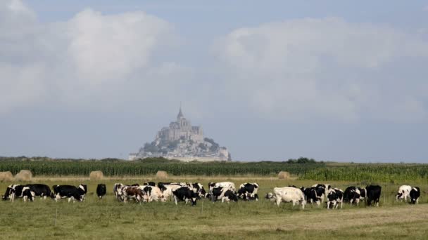 Krowy w pastwiska i Mont Saint Michel — Wideo stockowe