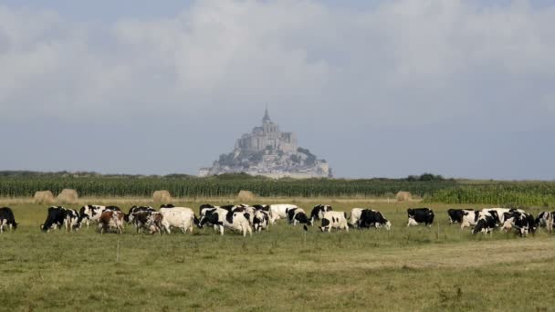 Vacas em pastagem e Mont Saint Michel — Vídeo de Stock