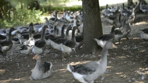 Перигордские гуси выращиваются для производства фуа-гра — стоковое видео